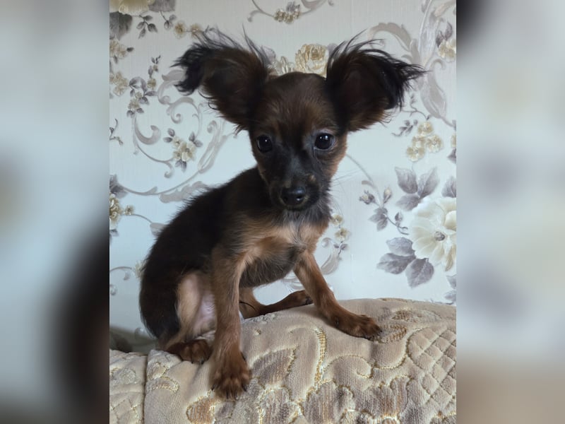 Russkiy toy langhaarig Welpen mit FCI-VDH Ahnentafel