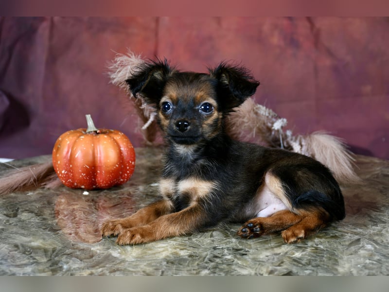 Russkiy Toy Welpen mit FCI-VDH Ahnentafel !