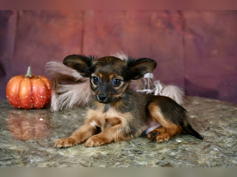 Russkiy Toy Welpen mit FCI-VDH Ahnentafel !