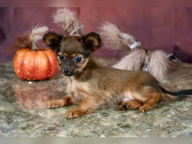 Russkiy Toy Welpen mit FCI-VDH Ahnentafel !