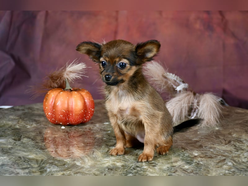 Russkiy Toy Welpen mit FCI-VDH Ahnentafel !