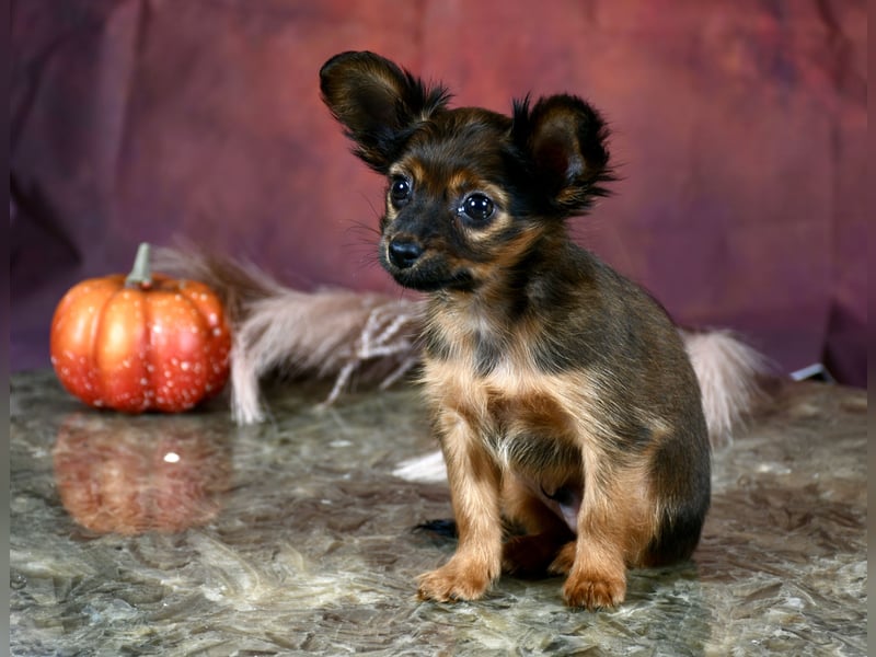 Russkiy Toy Welpen mit FCI-VDH Ahnentafel !