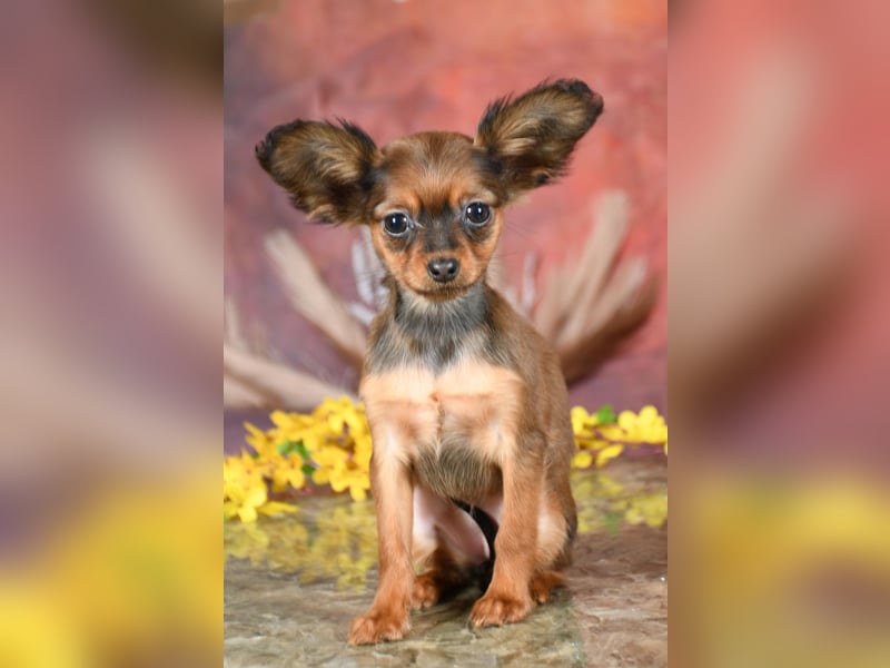 Russkiy Toy Welpen mit FCI-VDH Ahnentafel!