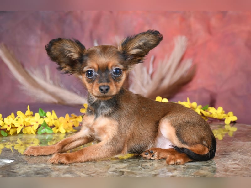 Russkiy Toy Welpen mit FCI-VDH Ahnentafel!