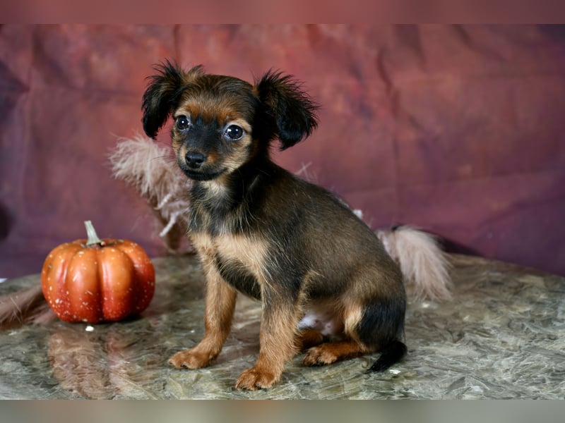 Russkiy Toy Welpen mit FCI-VDH Ahnentafel !