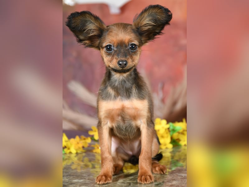 Russkiy Toy Welpen mit FCI-VDH Ahnentafel!