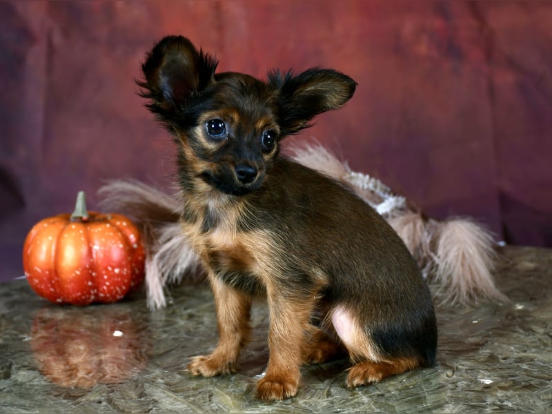 Russkiy Toy Welpen mit FCI-VDH Ahnentafel !