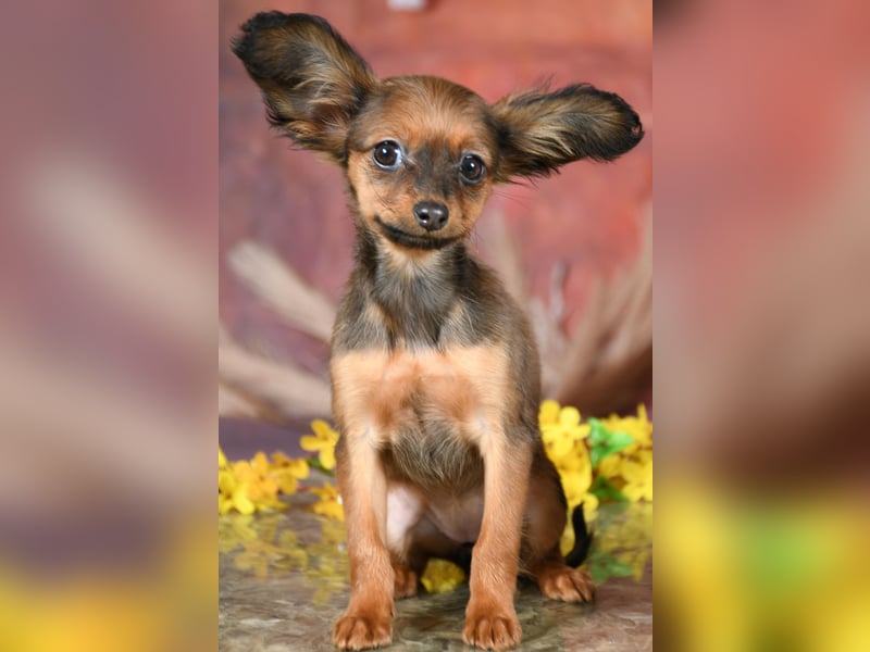 Russkiy Toy Welpen mit FCI-VDH Ahnentafel!