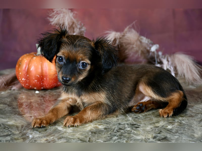 Russkiy Toy Welpen mit FCI-VDH Ahnentafel !