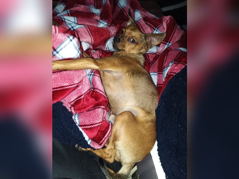 Toyterrier Rüde, freundlich, gut sozialisiert, gehorsam, stubenrein sucht ruhiges Heim