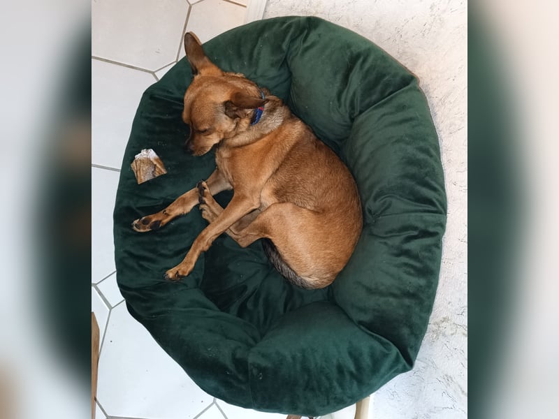 Toyterrier Rüde, freundlich, gut sozialisiert, gehorsam, stubenrein sucht ruhiges Heim