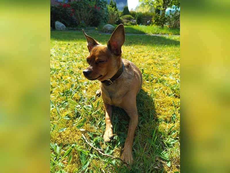 Toyterrier Rüde, freundlich, gut sozialisiert, gehorsam, stubenrein sucht ruhiges Heim