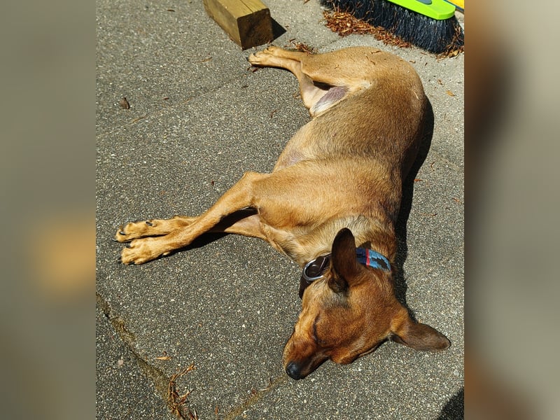 Toyterrier Rüde, freundlich, gut sozialisiert, gehorsam, stubenrein sucht ruhiges Heim