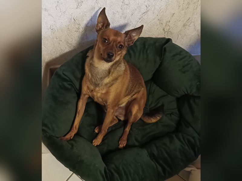 Toyterrier Rüde, freundlich, gut sozialisiert, gehorsam, stubenrein sucht ruhiges Heim
