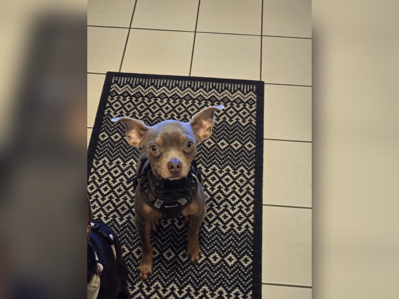Sammy Russkiy Toy Terrier