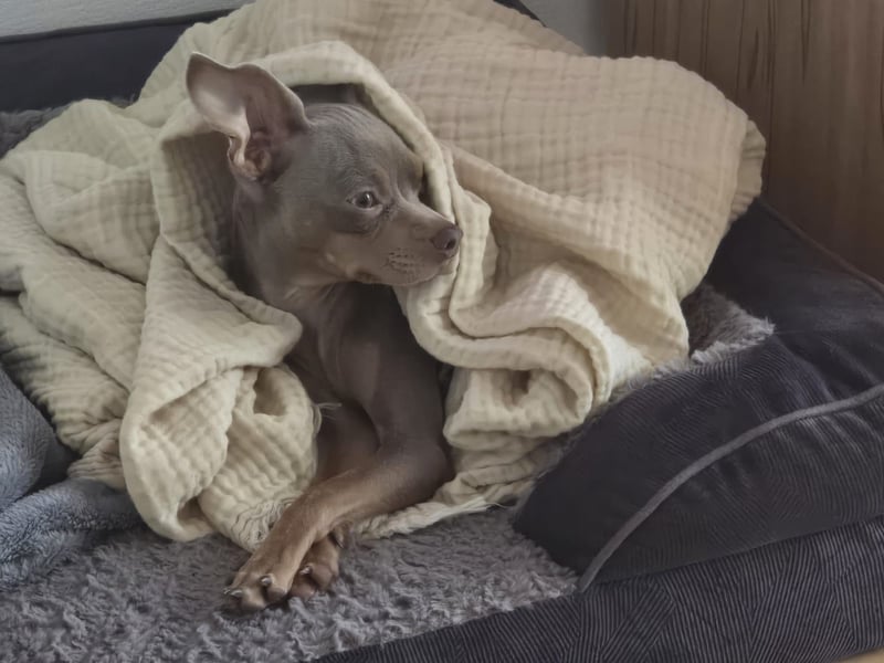 Sammy Russkiy Toy Terrier