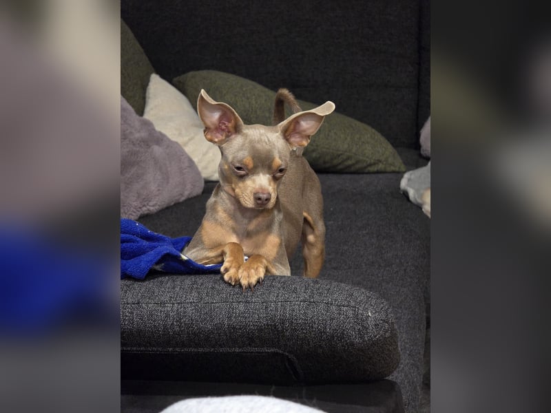 Sammy Russkiy Toy Terrier