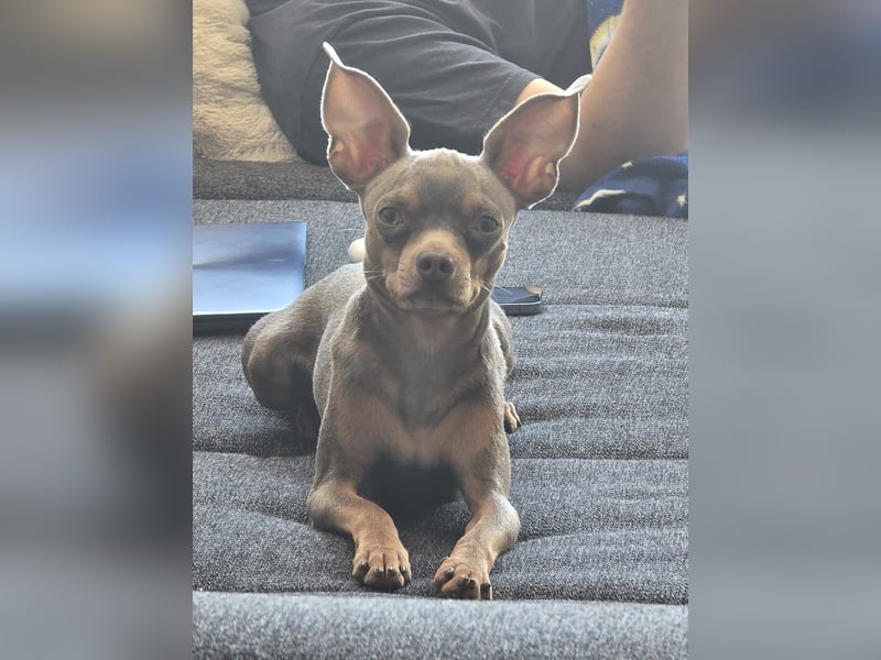 Sammy Russkiy Toy Terrier