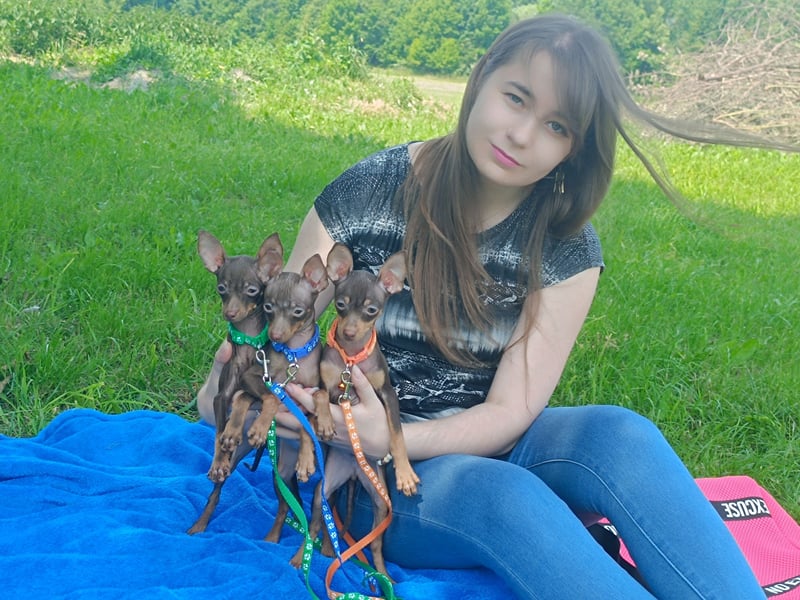 Russian Toy, Russisches toy Mit Dokumenten FCI