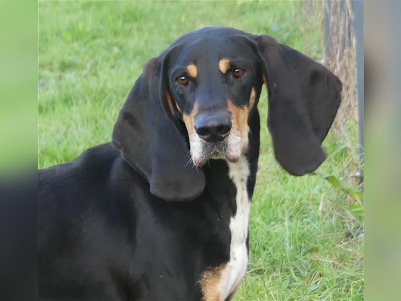 REX wurde geschlagen und musste hungern... REX wurde geschlagen und musste hungern...