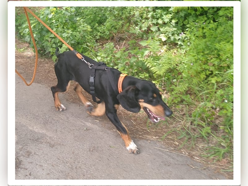 REX wurde geschlagen und musste hungern... REX wurde geschlagen und musste hungern...