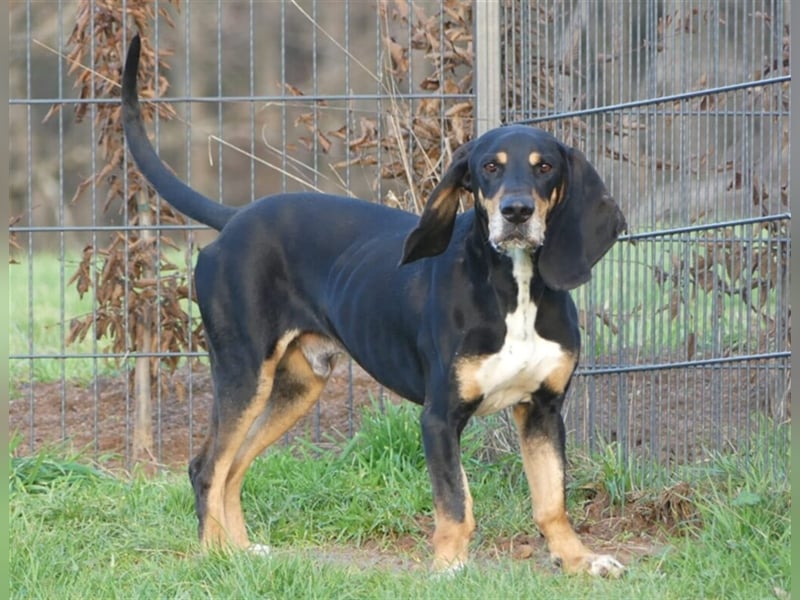 REX wurde geschlagen und musste hungern... REX wurde geschlagen und musste hungern...