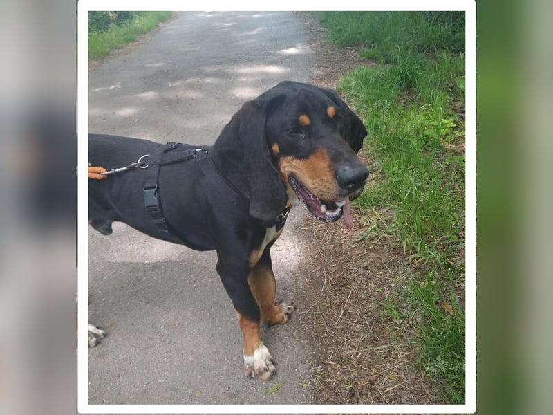 REX wurde geschlagen und musste hungern... REX wurde geschlagen und musste hungern...