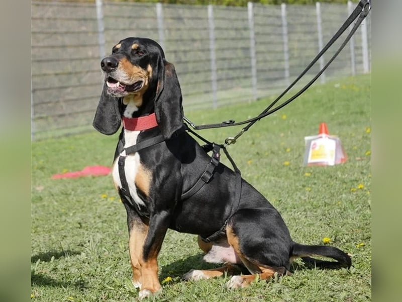 REX wurde geschlagen und musste hungern... REX wurde geschlagen und musste hungern...