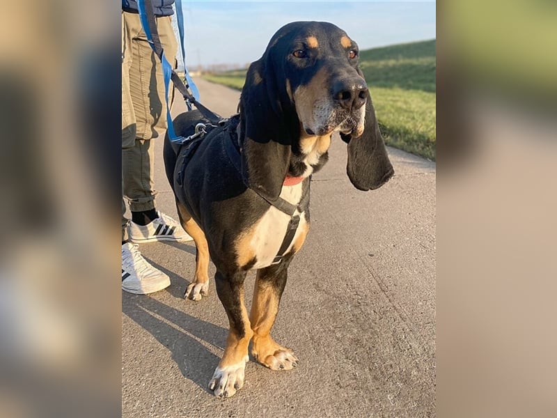 REX wurde geschlagen und musste hungern... REX wurde geschlagen und musste hungern...