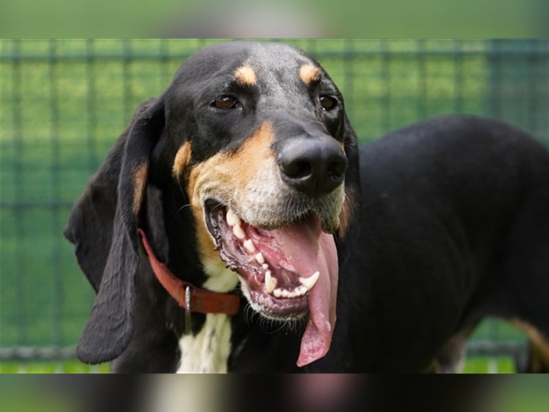 REX wurde geschlagen und musste hungern... REX wurde geschlagen und musste hungern...