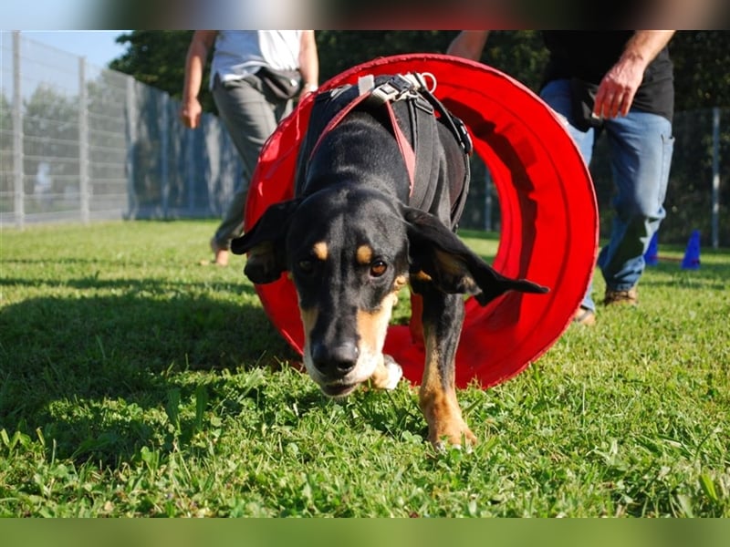 REX wurde geschlagen und musste hungern... REX wurde geschlagen und musste hungern...