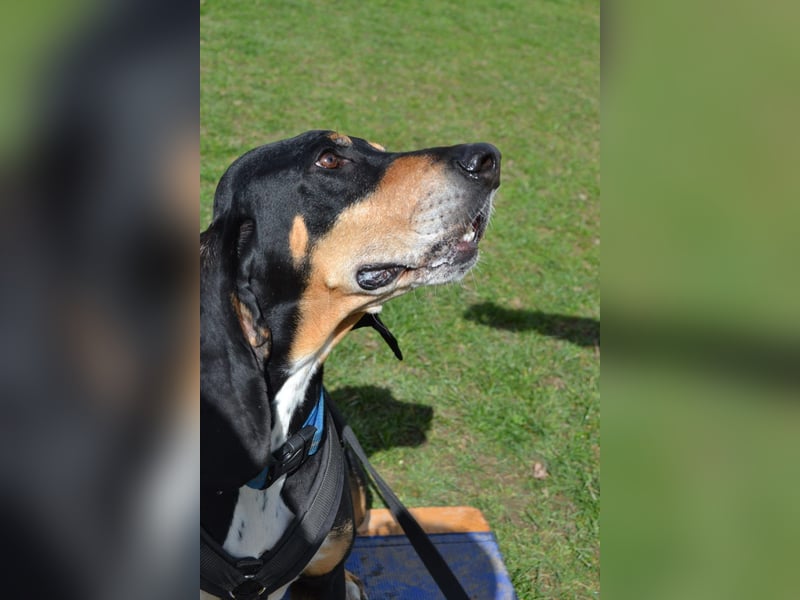 REX wurde geschlagen und musste hungern... REX wurde geschlagen und musste hungern...