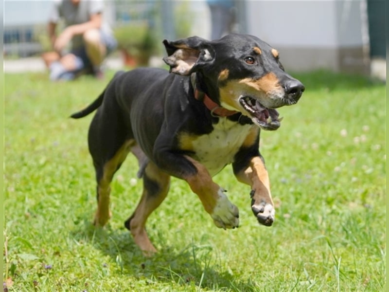 REX wurde geschlagen und musste hungern... REX wurde geschlagen und musste hungern...