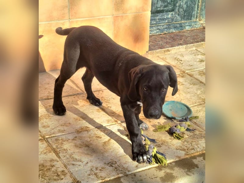 CHANDLER-sanft, respektvoll, zu allen absolut unbekümmert, aufgeschlossen. sucht sein Zuhause