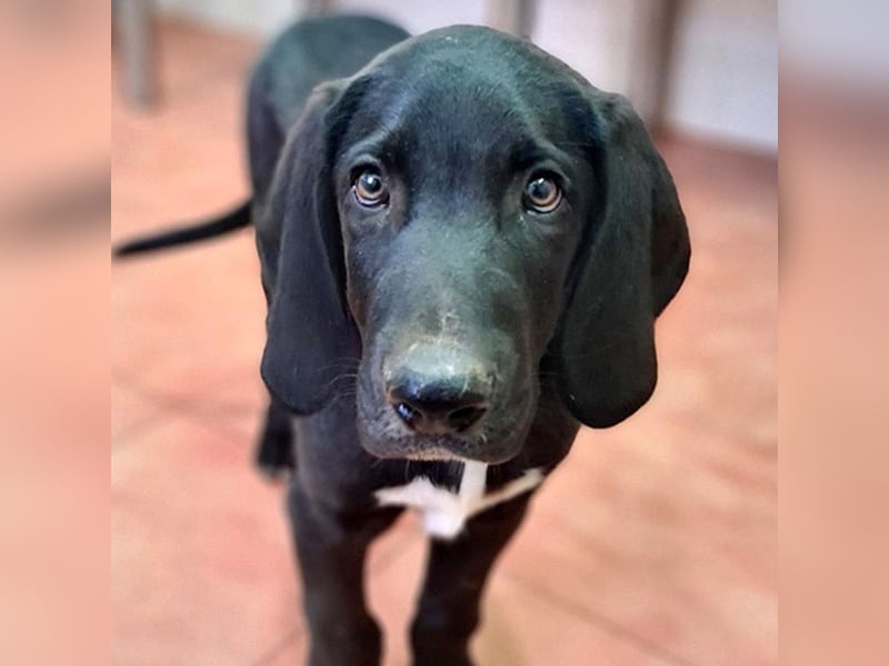 CHANDLER-sanft, respektvoll, zu allen absolut unbekümmert, aufgeschlossen. sucht sein Zuhause