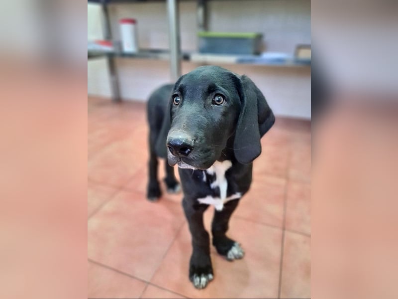 CHANDLER-sanft, respektvoll, zu allen absolut unbekümmert, aufgeschlossen. sucht sein Zuhause