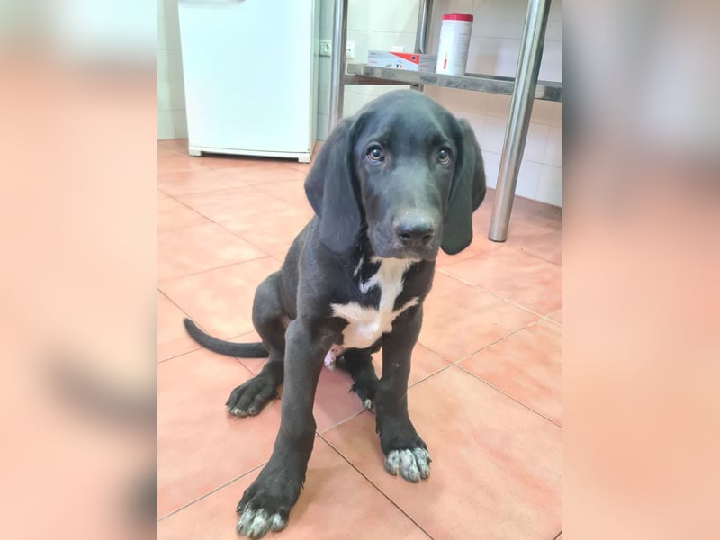 CHANDLER-sanft, respektvoll, zu allen absolut unbekümmert, aufgeschlossen. sucht sein Zuhause