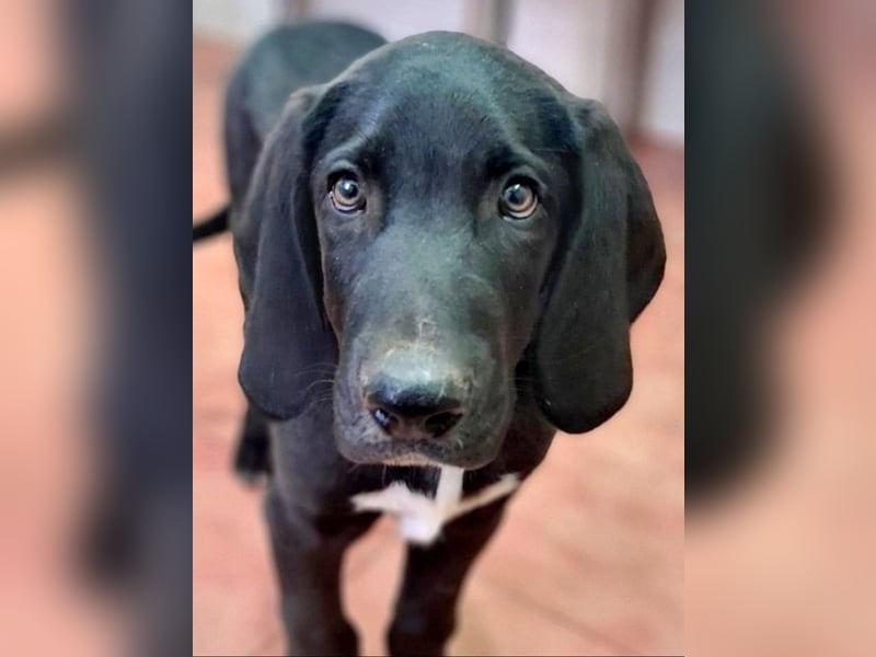 CHANDLER-sanft, respektvoll, zu allen absolut unbekümmert, aufgeschlossen. sucht sein Zuhause