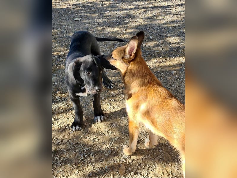 CHANDLER-sanft, respektvoll, zu allen absolut unbekümmert, aufgeschlossen. sucht sein Zuhause