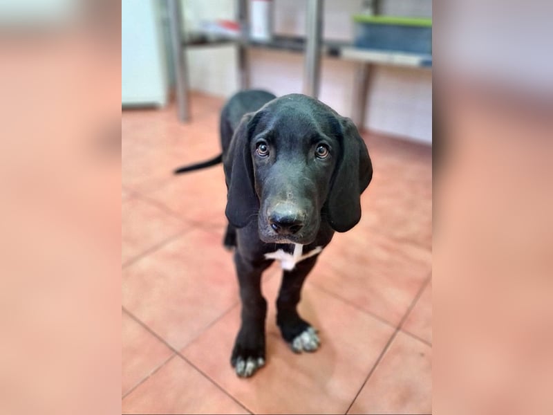 CHANDLER-sanft, respektvoll, zu allen absolut unbekümmert, aufgeschlossen. sucht sein Zuhause