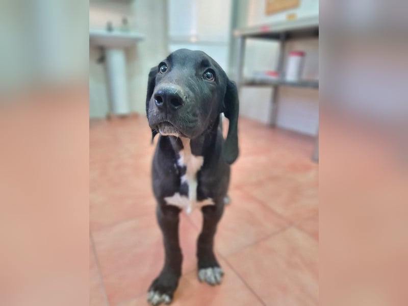 CHANDLER-sanft, respektvoll, zu allen absolut unbekümmert, aufgeschlossen. sucht sein Zuhause