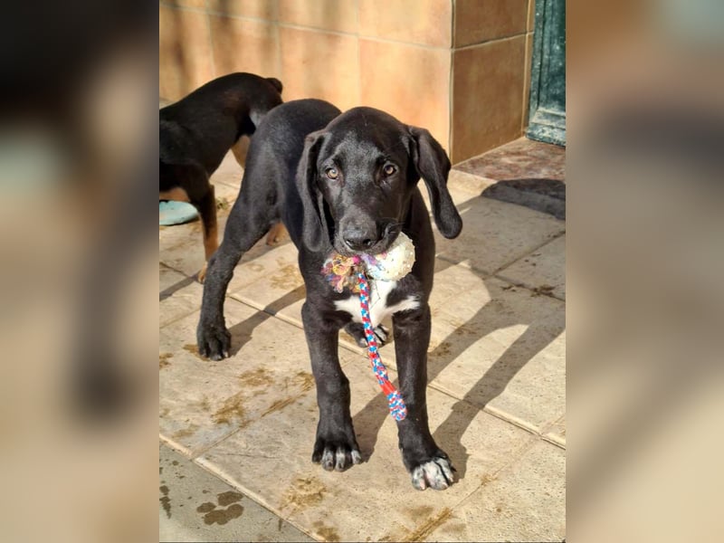 CHANDLER-sanft, respektvoll, zu allen absolut unbekümmert, aufgeschlossen. sucht sein Zuhause