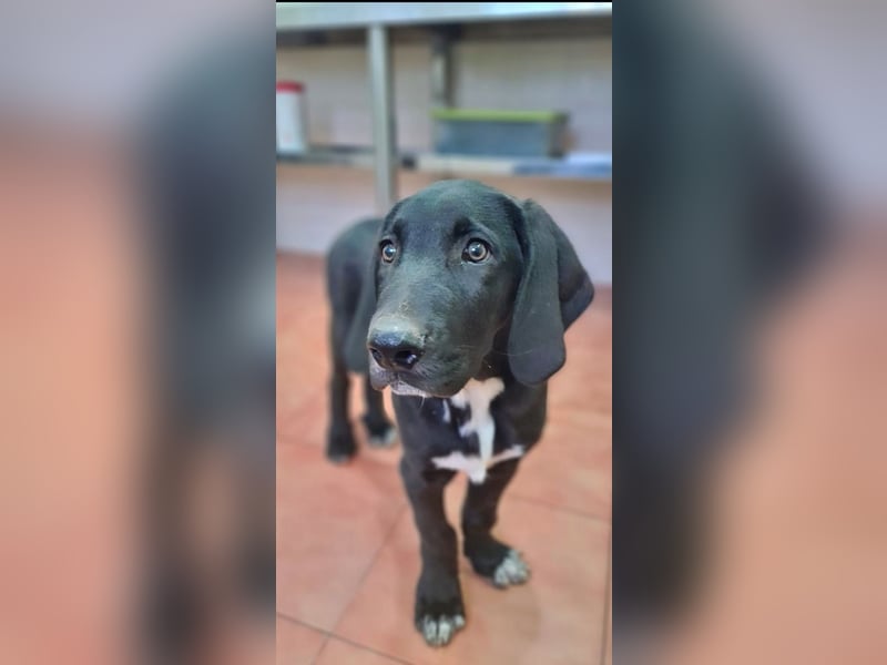 CHANDLER-sanft, respektvoll, zu allen absolut unbekümmert, aufgeschlossen. sucht sein Zuhause