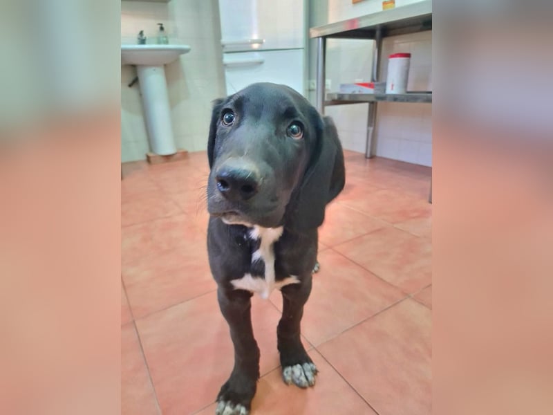 CHANDLER-sanft, respektvoll, zu allen absolut unbekümmert, aufgeschlossen. sucht sein Zuhause