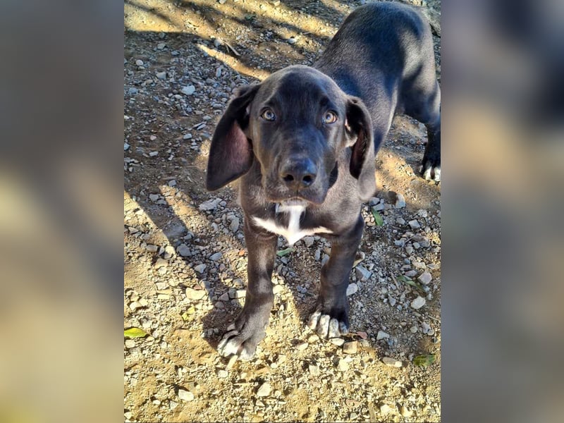 CHANDLER-sanft, respektvoll, zu allen absolut unbekümmert, aufgeschlossen. sucht sein Zuhause