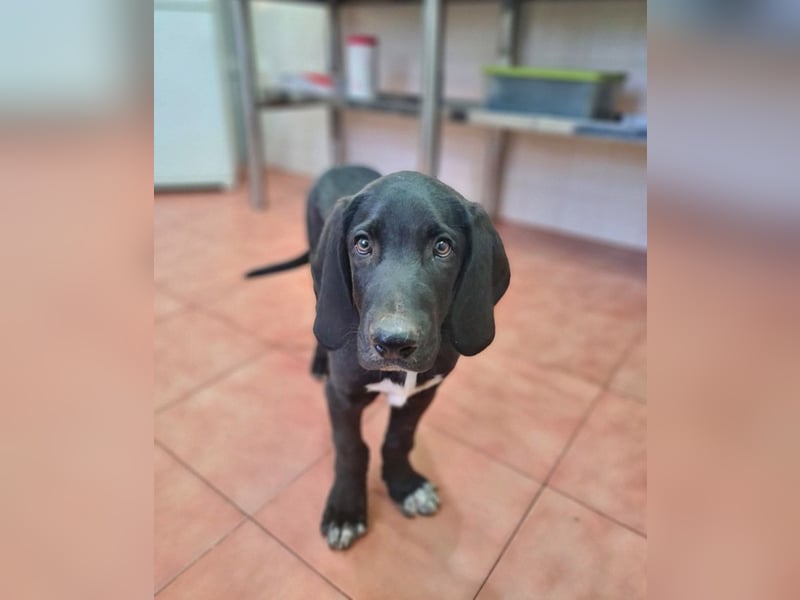 CHANDLER-sanft, respektvoll, zu allen absolut unbekümmert, aufgeschlossen. sucht sein Zuhause