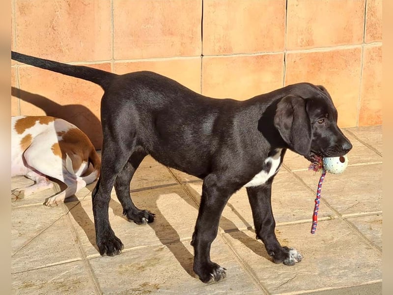 CHANDLER-sanft, respektvoll, zu allen absolut unbekümmert, aufgeschlossen. sucht sein Zuhause