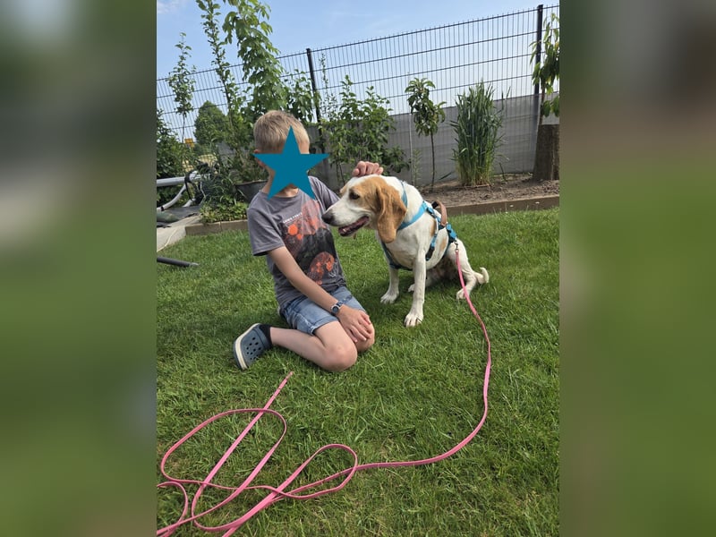 HABANA ❤️ charmante Sabueso Dame, Pflegefamilie Kranenburg