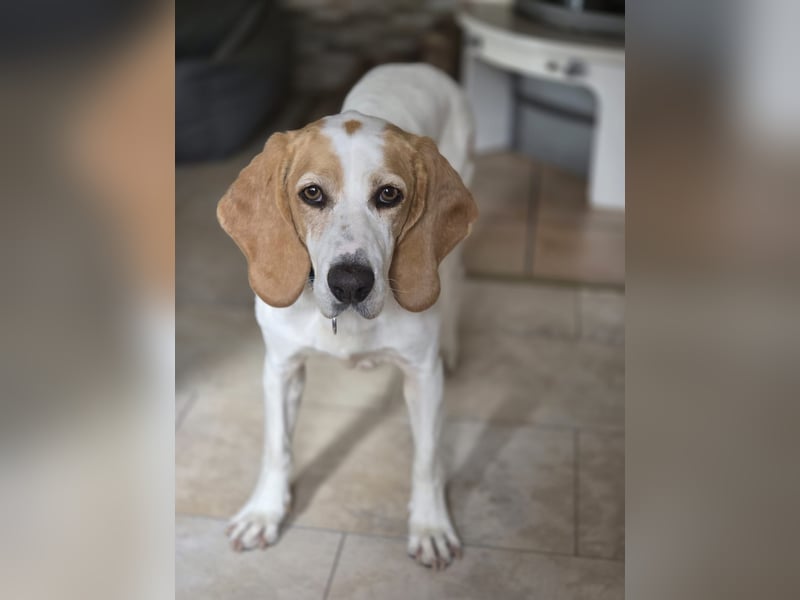 HABANA ❤️ charmante Sabueso Dame, Pflegefamilie Kranenburg