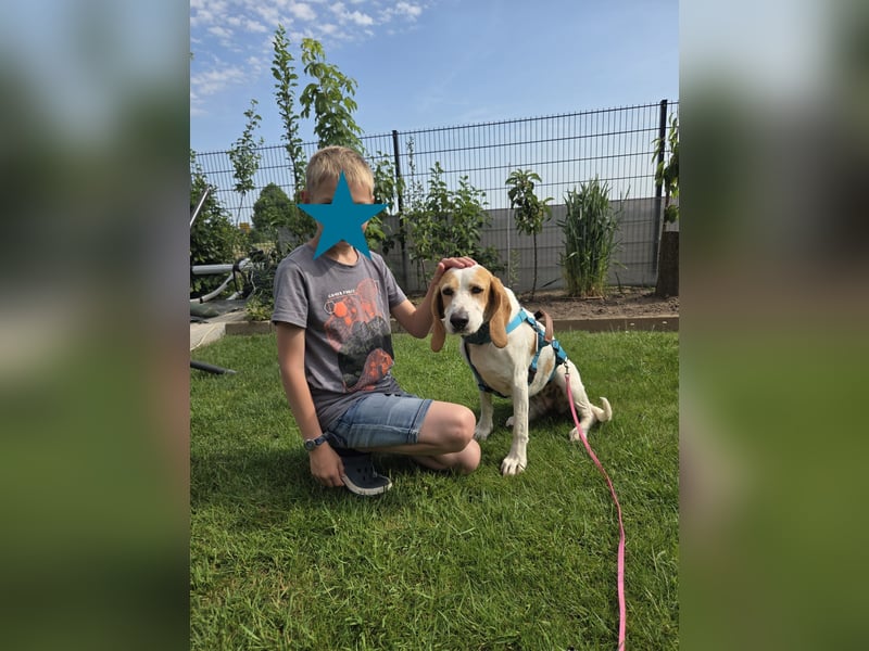 HABANA ❤️ charmante Sabueso Dame, Pflegefamilie Kranenburg